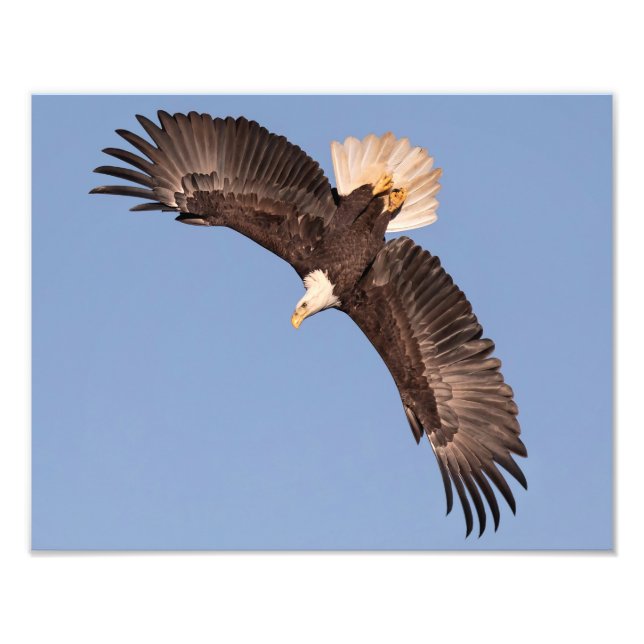 The Mighty Eagle Photo Print (Front)