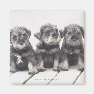 The Miniature Schnauzer is a breed of small dog Magnet