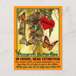 The monarch butterfly is endangered - help them - postcard