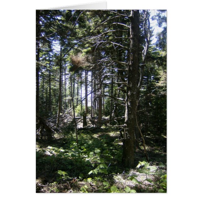 The Monhegan Fairy Card (Front)