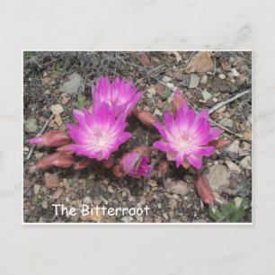 The Montana Bitterroot: God's favourite flower Postcard
