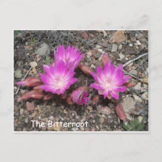 The Montana Bitterroot:  God's favourite flower Postcard