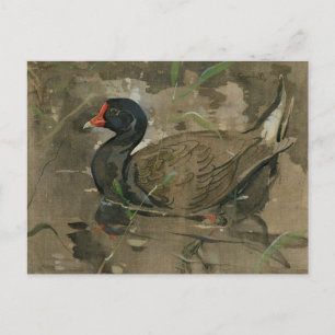 The Moorhen   Joseph Crawhall Postcard