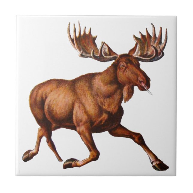 THE MOOSE IS LOOSE TILE (Front)