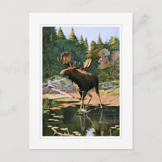 The Moose Postcard (Front)