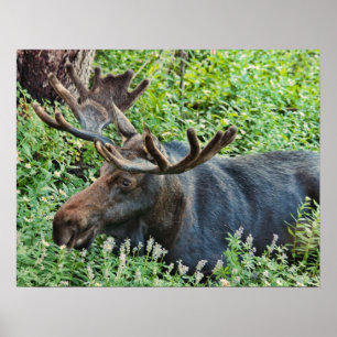 The Moose Poster