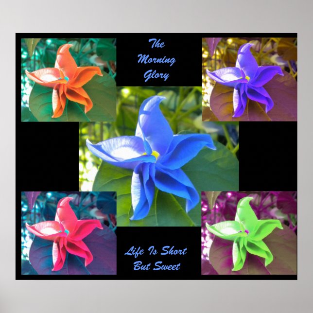 The Morning Glory Poster (Front)