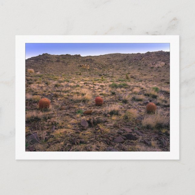 " The Morning Trifecta " Postcard (Front)