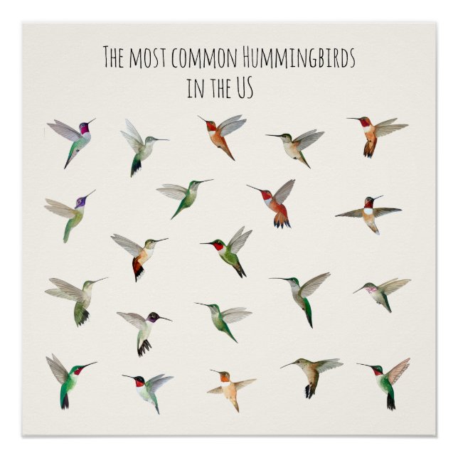 The most common hummingbirds in the US Poster (Front)