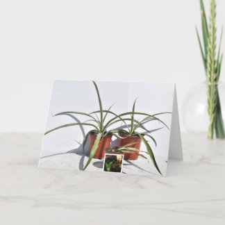 The Mother the Twins and the Newborn. Card