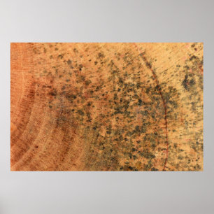 The mould that grows on the brown wood surface is  poster