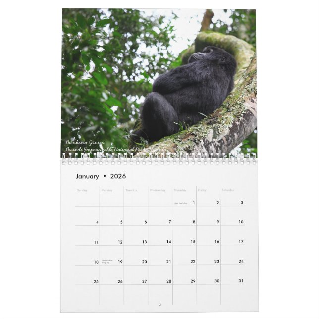 The Mountain Gorilla Calendar (Jan 2026)