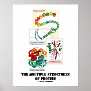 The Multiple Structures Of Protein (Biology) Poster