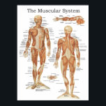 The Muscular System Anatomy Poster 18 X 24<br><div class="desc">Muscule anatomy poster created with vintage anatomical illustrations from: Anatomie normale du corps humain. Shows over 100 labelled muscles of anterior and posterior aspect of the human body including the deep muscles.</div>