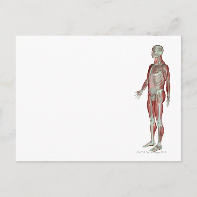 The Musculoskeletal System 11 Postcard (Front)