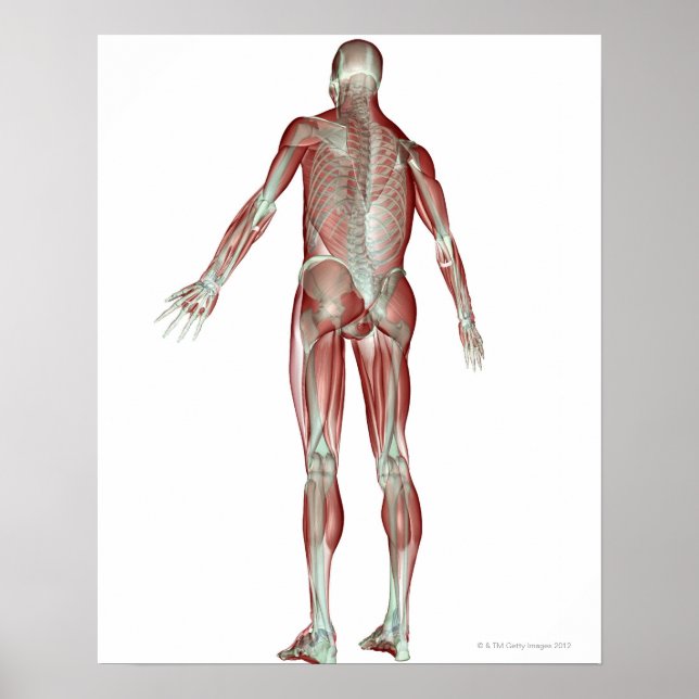 The Musculoskeletal System 5 Poster (Front)