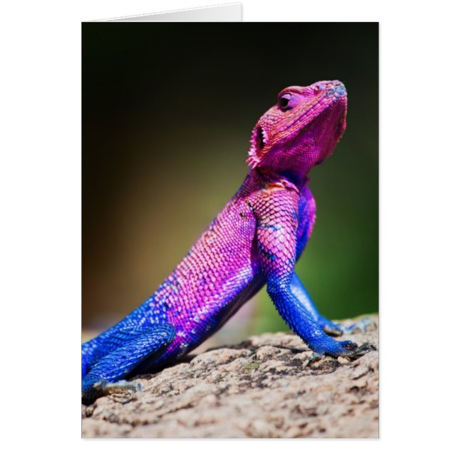 The Mwanza Flat-headed Agama on rock (Front)