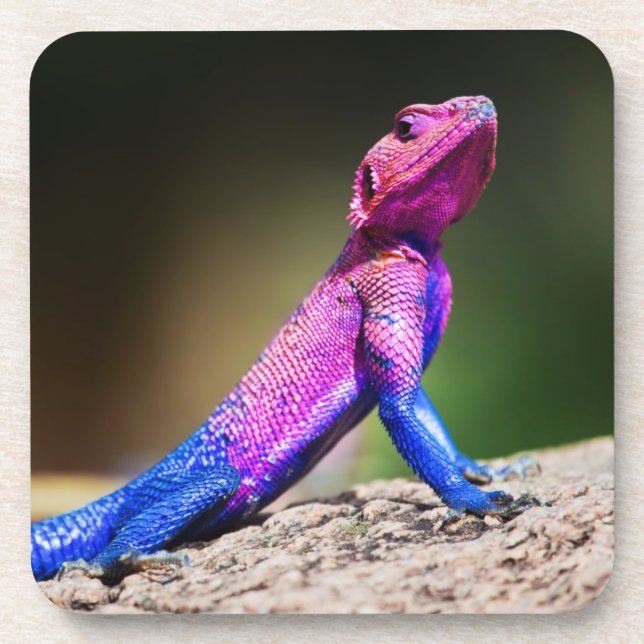 The Mwanza Flat-headed Agama on rock Coaster (Front)