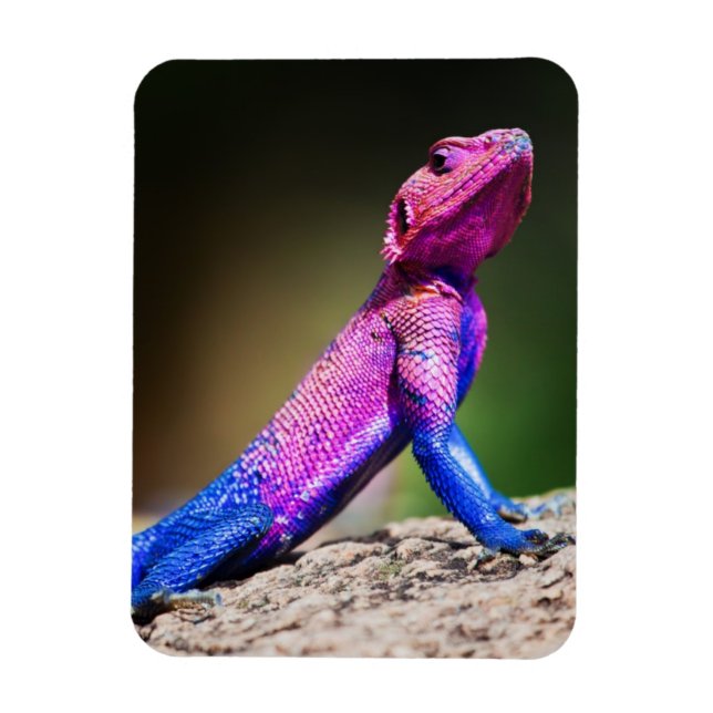 The Mwanza Flat-headed Agama on rock Magnet (Vertical)