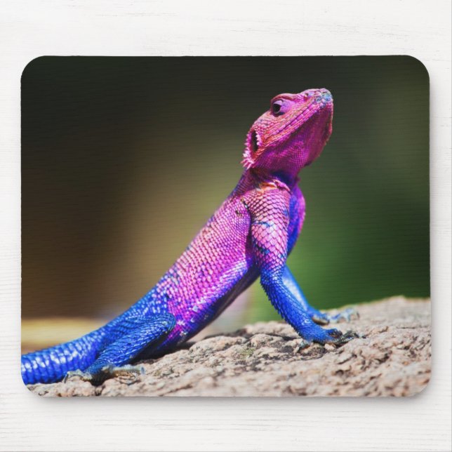 The Mwanza Flat-headed Agama on rock Mouse Pad (Front)