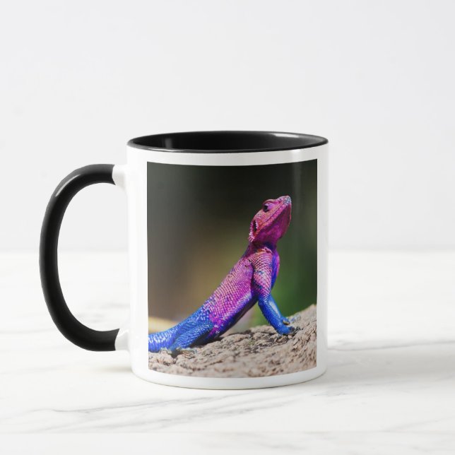The Mwanza Flat-headed Agama on rock Mug (Left)
