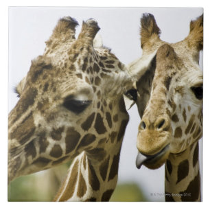 The name giraffe is derived from the Arab word Ceramic Tile