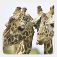 The name giraffe is derived from the Arab word