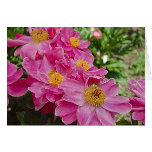 The Nereids (Front Horizontal)