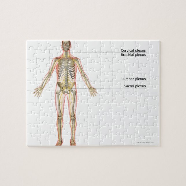 The Nervous System 2 Jigsaw Puzzle (Horizontal)
