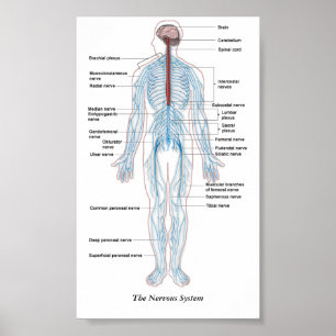 The Nervous System Poster