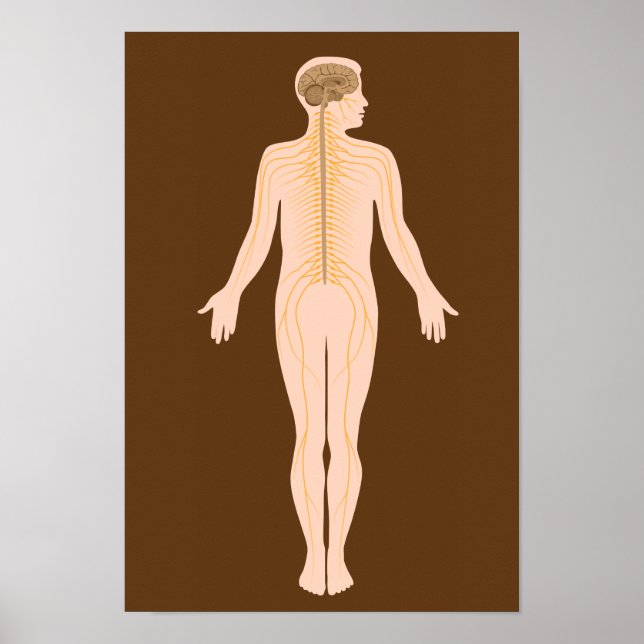 The nervous system Poster (Front)