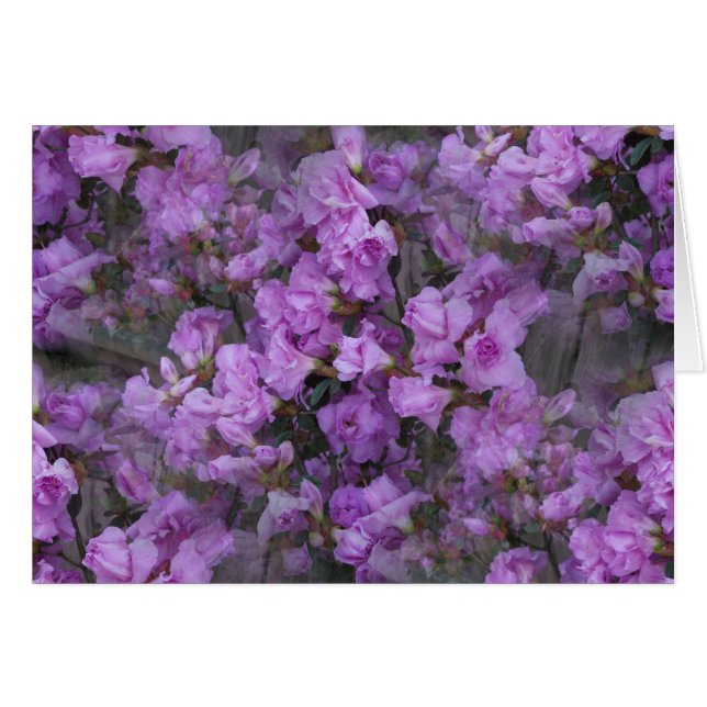 The Never-Ending Azaleas (Front Horizontal)