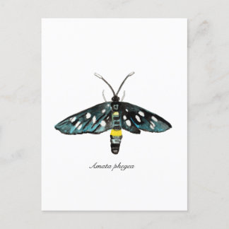 The Nine-Spotted Moth Amata phegea Illustration Postcard