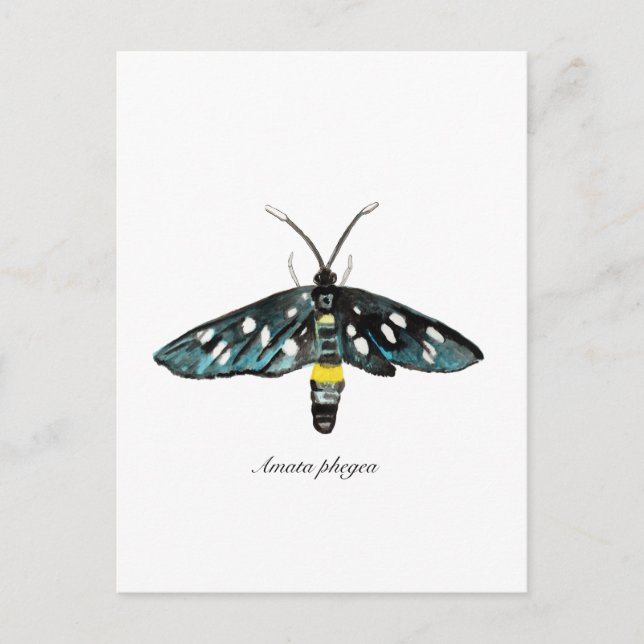 The Nine-Spotted Moth Amata phegea Illustration Postcard (Front)