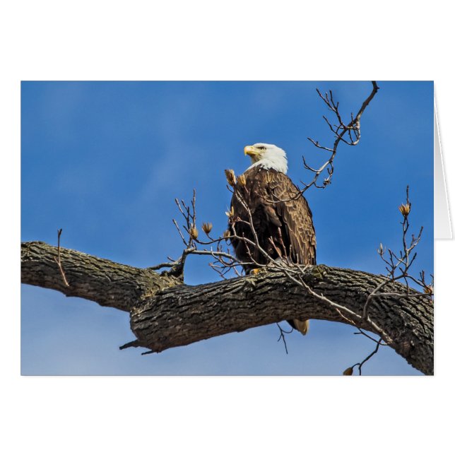 The Noble Bald Eagle (Front Horizontal)