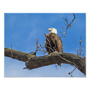 The Noble Bald Eagle Photo Print