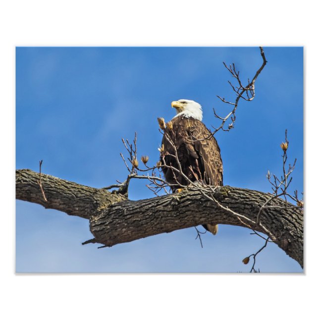 The Noble Bald Eagle Photo Print (Front)