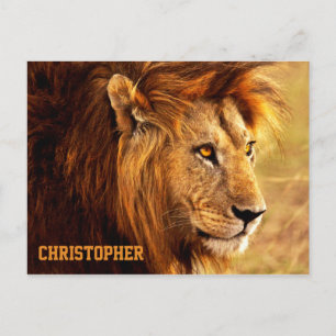 The Noble Lion Photograph Postcard