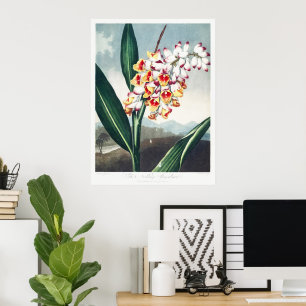 The Nodding Renealmia from The Temple of Flora Art Poster