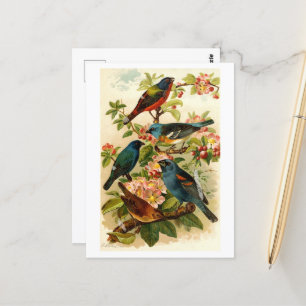 The North American Bird World, Gustav Mützel Postcard