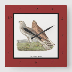 The Northern Harrier (Ring-tailed Hawk) NY Bird Square Wall Clock
