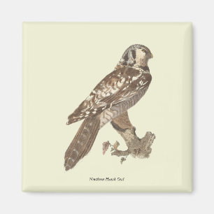 The Northern Hawk Owl (Surnia ulula) Bird Image Magnet