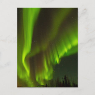 The Northern Lights Fairbanks, Alaska Postcard