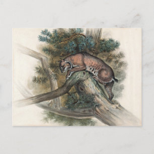 The Norwegian Lynx by Joseph Wolf Postcard