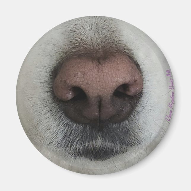 The Nose Knows Dog Nose #2 magnet (Front)