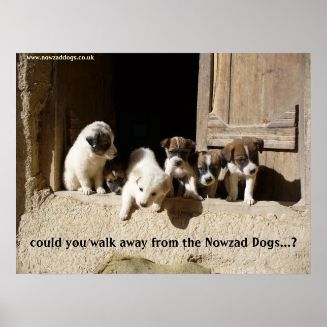 The Nowzad Puppies poster (Front)