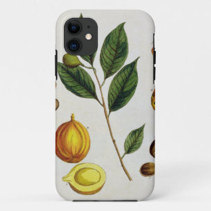 The Nutmeg, plate 353 from 'A Curious Herbal', pub iPhone 11 Case