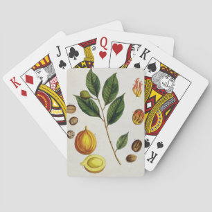 The Nutmeg, plate 353 from 'A Curious Herbal', pub Playing Cards