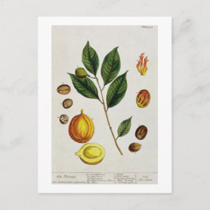 The Nutmeg, plate 353 from 'A Curious Herbal', pub Postcard