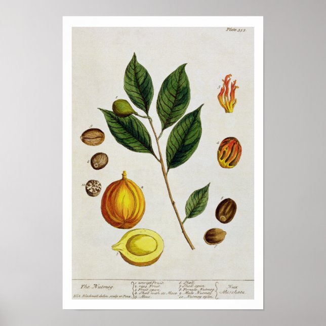 The Nutmeg, plate 353 from 'A Curious Herbal', pub Poster (Front)